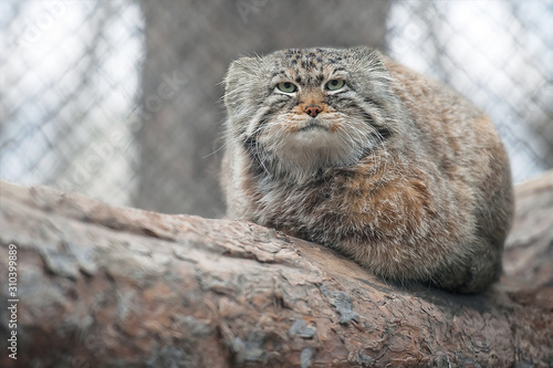 Photography Pallas cat (Otocolobus manul)