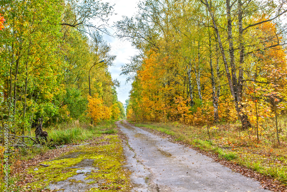Road in the autumn forest. Pavlovsk. St. Petersburg. Russia Road in the autumn forest. Pavlovsk. St. Petersburg. Russia