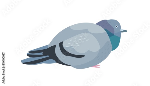 Fat pigeon flat vector illustration