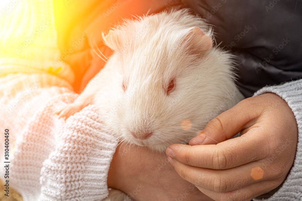 Cute white guinea pig held by a child
