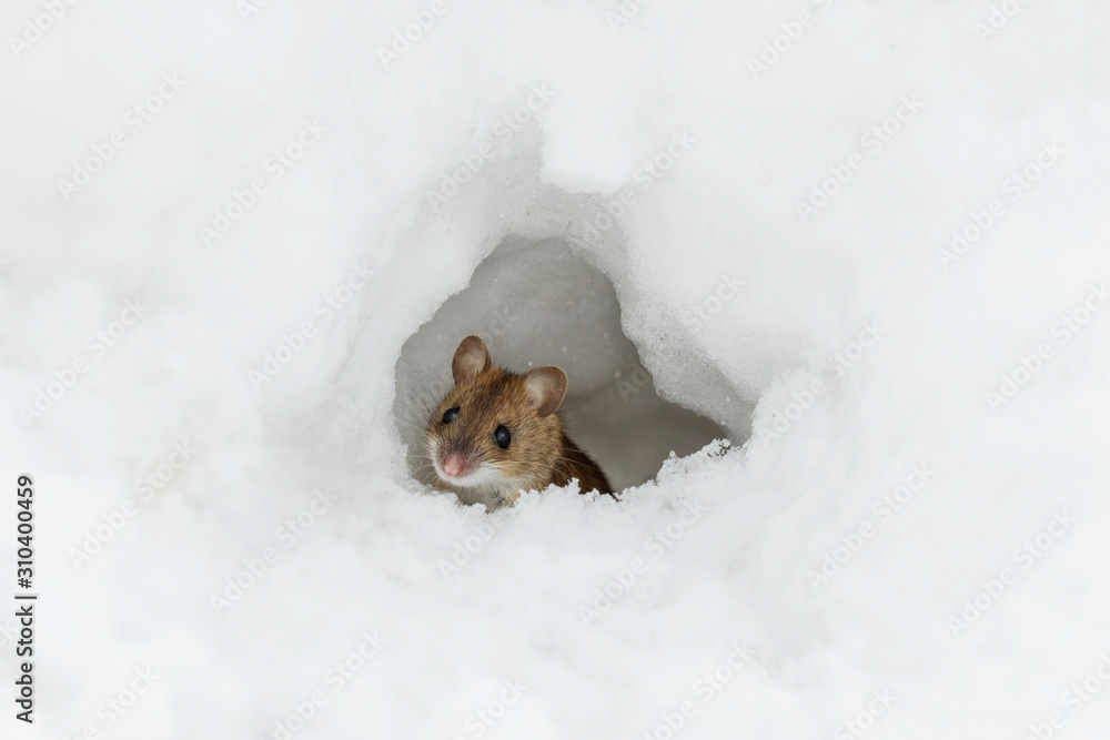 Little mouse peeps out of a mink of snow