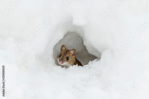 Little mouse peeps out of a mink of snow
