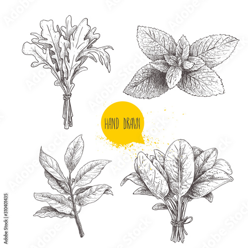 Herbs sketch set. Arugula bunch, mint leaves, basil and bay leaves. Hand drawn vector illustrations. Retro style for food design, kitchen and market. Isolated on white.