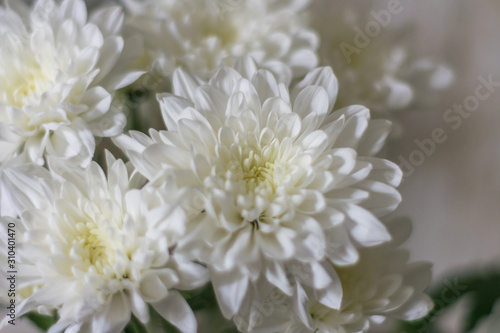 Close-up photo of beautiful white flowers. Great for greeting card.