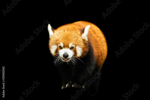 Red panda with a black background