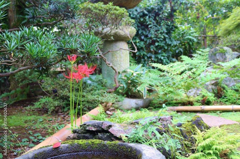 秋 庭 彼岸花 風景 つくばい Stock Photo Adobe Stock 秋 庭 彼岸花 風景 つくばい Stock Photo Adobe Stock