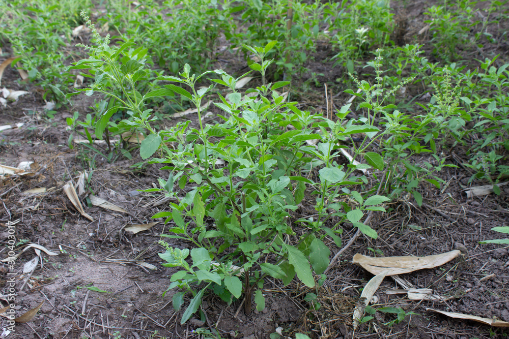 Holy basil leaves on the Holy basil tree. Holy basil leaves are useful herbs. Holy basil leaves on the Holy basil tree. Holy basil leaves are useful herbs.