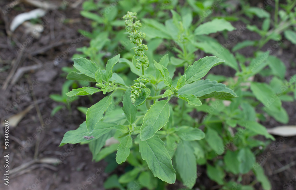 Holy basil leaves on the Holy basil tree. Holy basil leaves are useful herbs. Holy basil leaves on the Holy basil tree. Holy basil leaves are useful herbs.