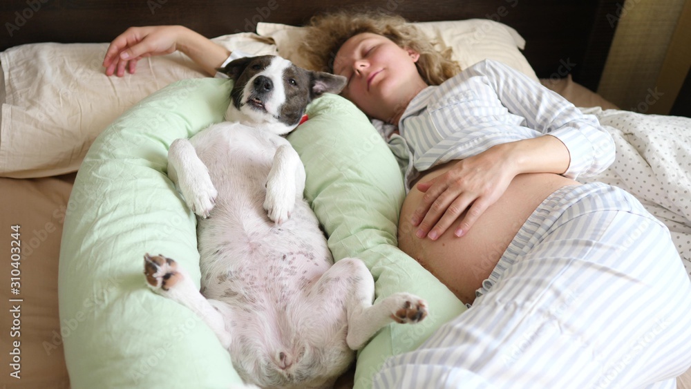 Pregnant Woman Sleeping In Bed With Her Funny Dog Lying On Pregnancy Pillow. Pregnant Woman Sleeping In Bed With Her Funny Dog Lying On Pregnancy Pillow.