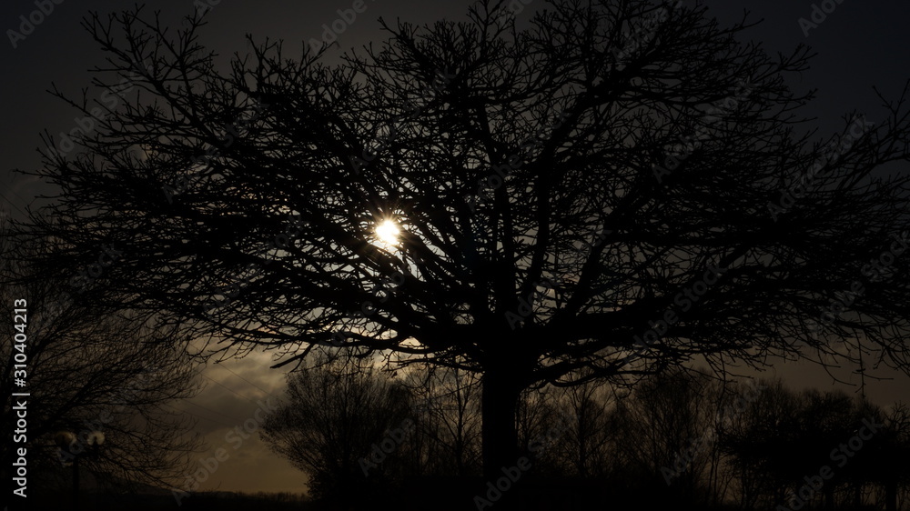 Sonne Baum Sonnenuntergang dunkel