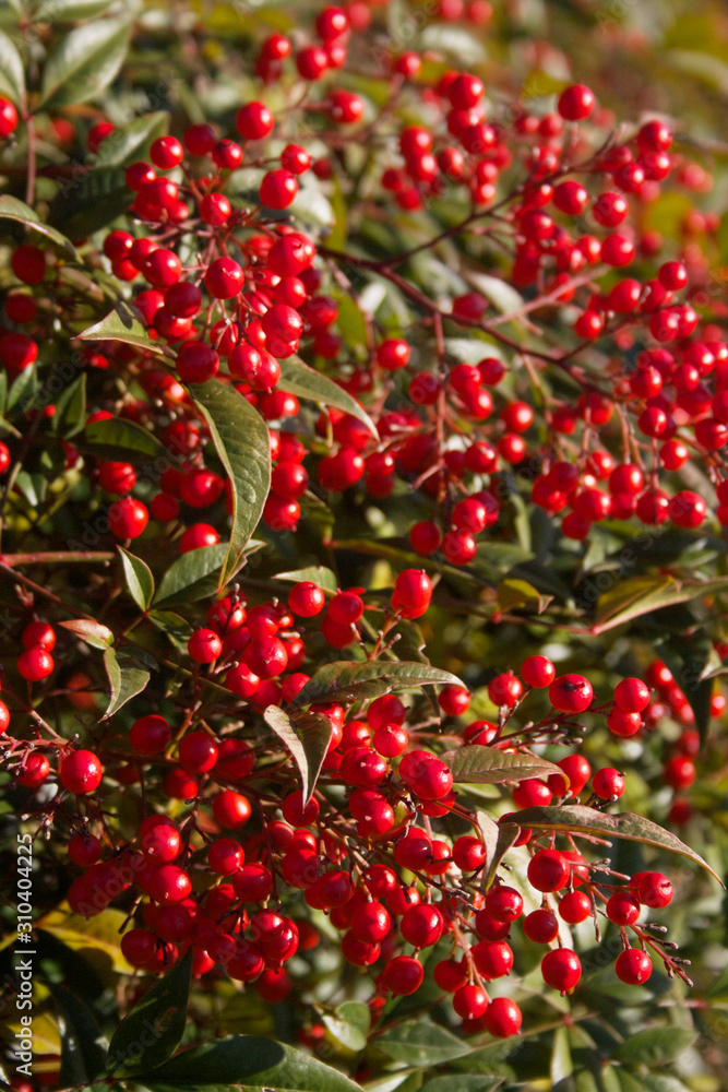 Obraz premium Beautiful bright red Heavenly bamboo berries on branch. nandina domestica bush on a sunny winter day