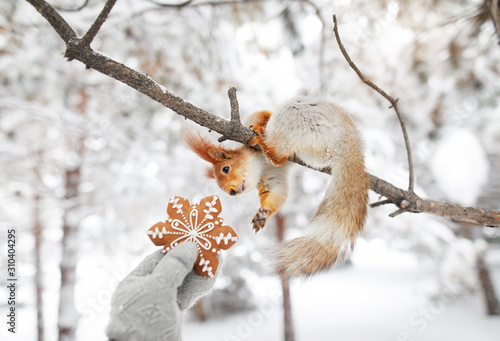 Fotografía Girl giving cookie to squirrel