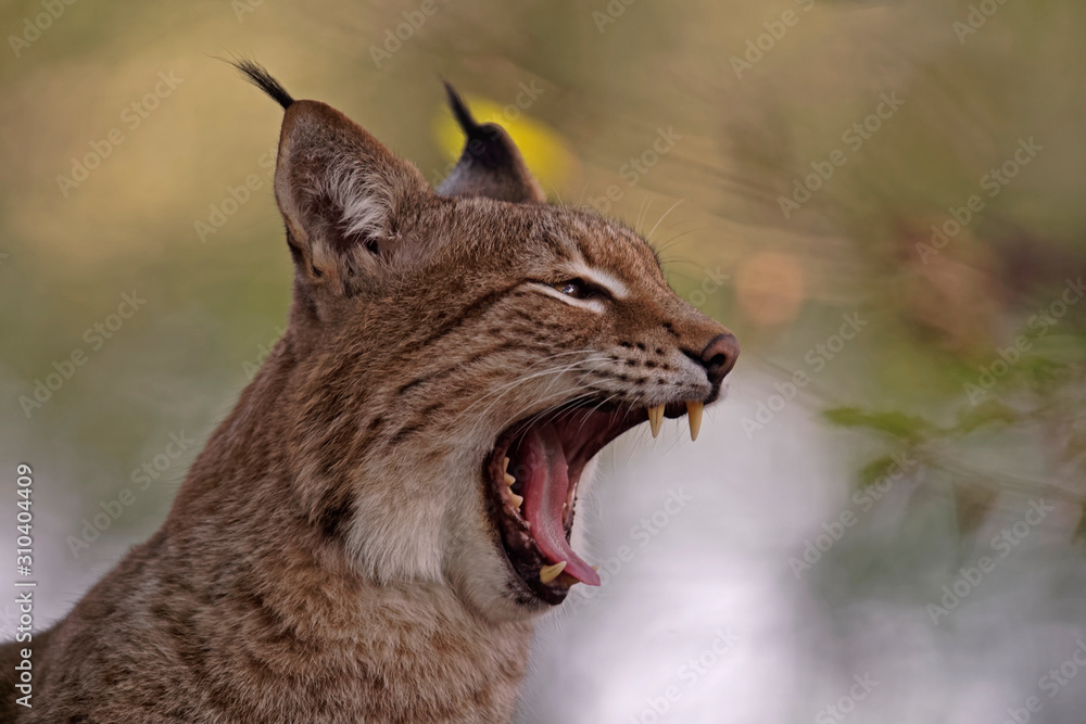 Obraz premium Lynx boréal