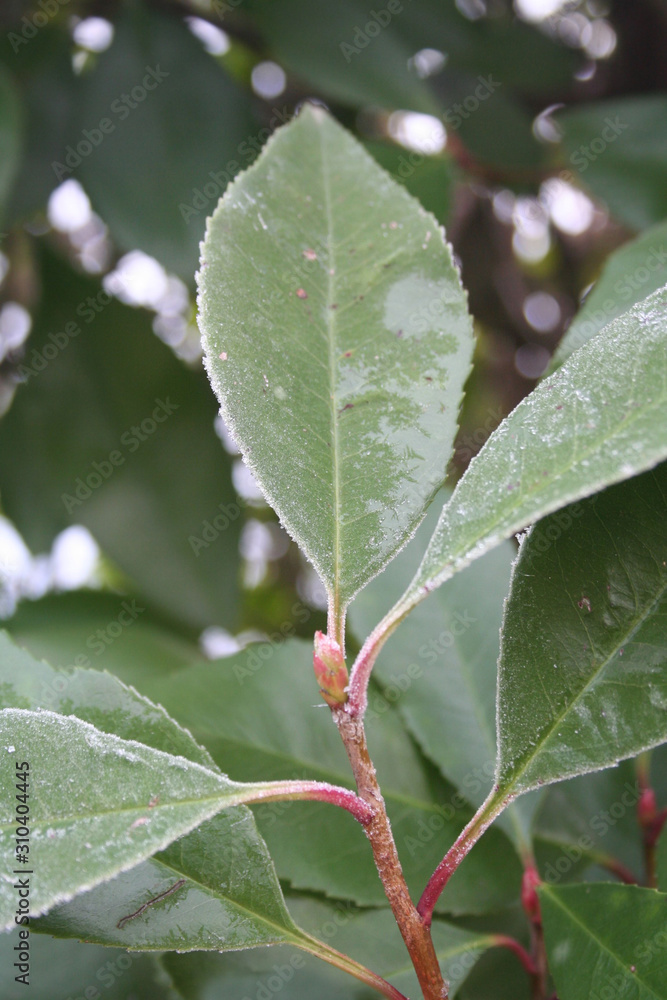 Close-up of frost on Red Robin Photinia bush in the garden on winter season Close-up of frost on Red Robin Photinia bush in the garden on winter season