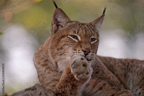 Lynx boréal © Patrick