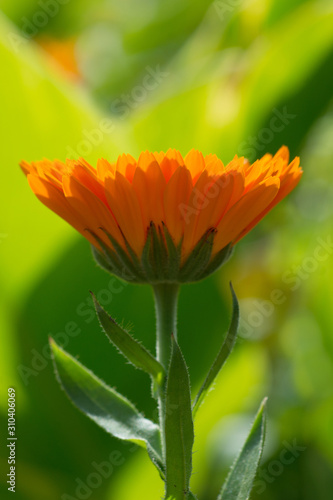 Calendula flower closeup in nature