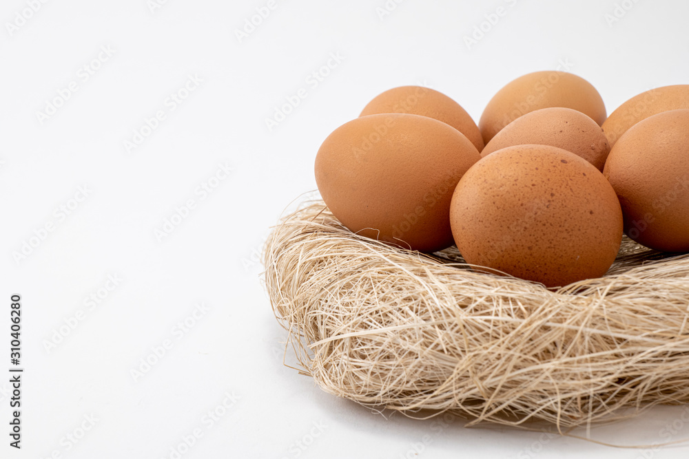 Egg on Nest With White Blackgound Egg on Nest With White Blackgound
