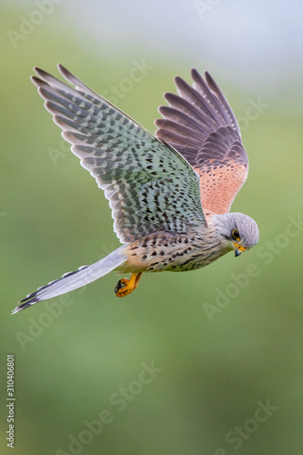 Common Kestrel (Falco tinnunculus) male flying close-up, Baden-Wuerttemberg, Germany © Martin Grimm