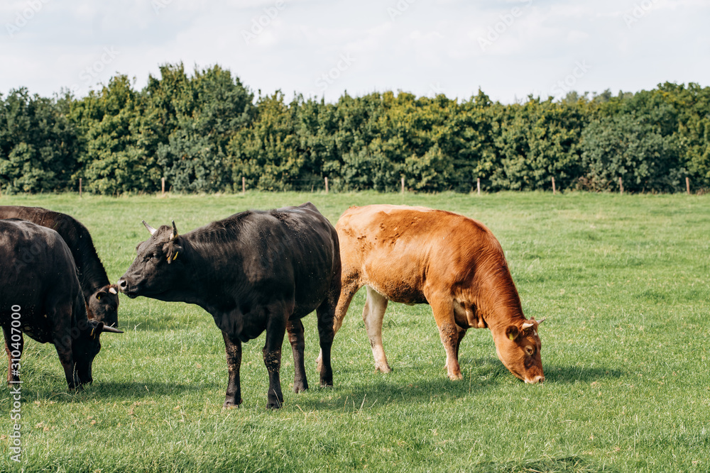 Dairy cows grazing in the meadow. Cows graze on the green grass. Dairy cows grazing in the meadow. Cows graze on the green grass.