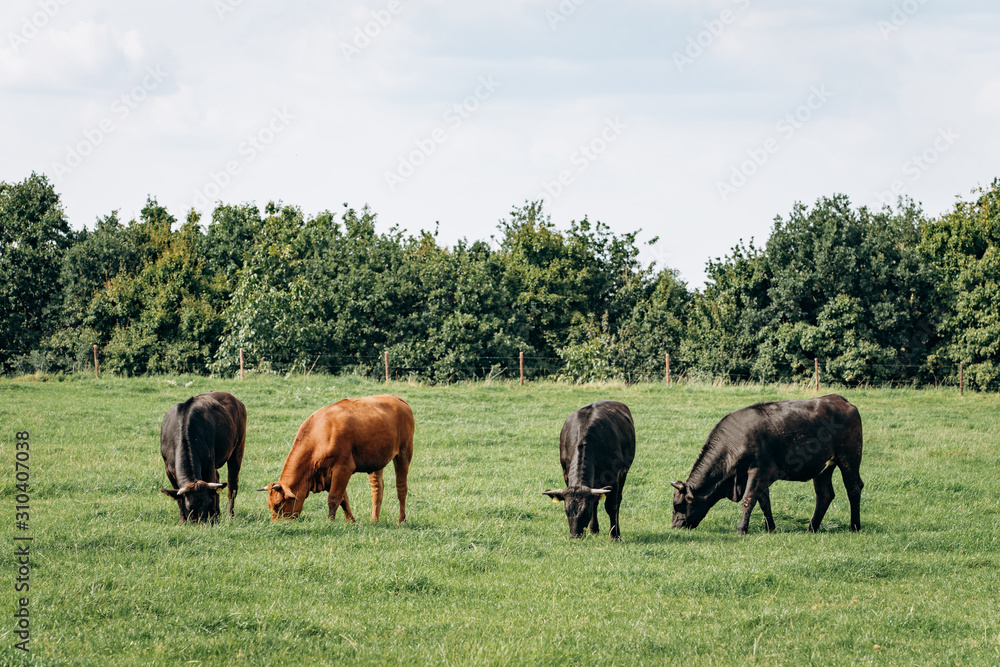 Dairy cows grazing in the meadow. Cows graze on the green grass. Dairy cows grazing in the meadow. Cows graze on the green grass.