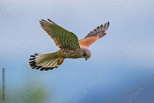 Foto Common Kestrel (Falco tinnunculus) male flying close-up, Baden-Wuerttemberg, Ger