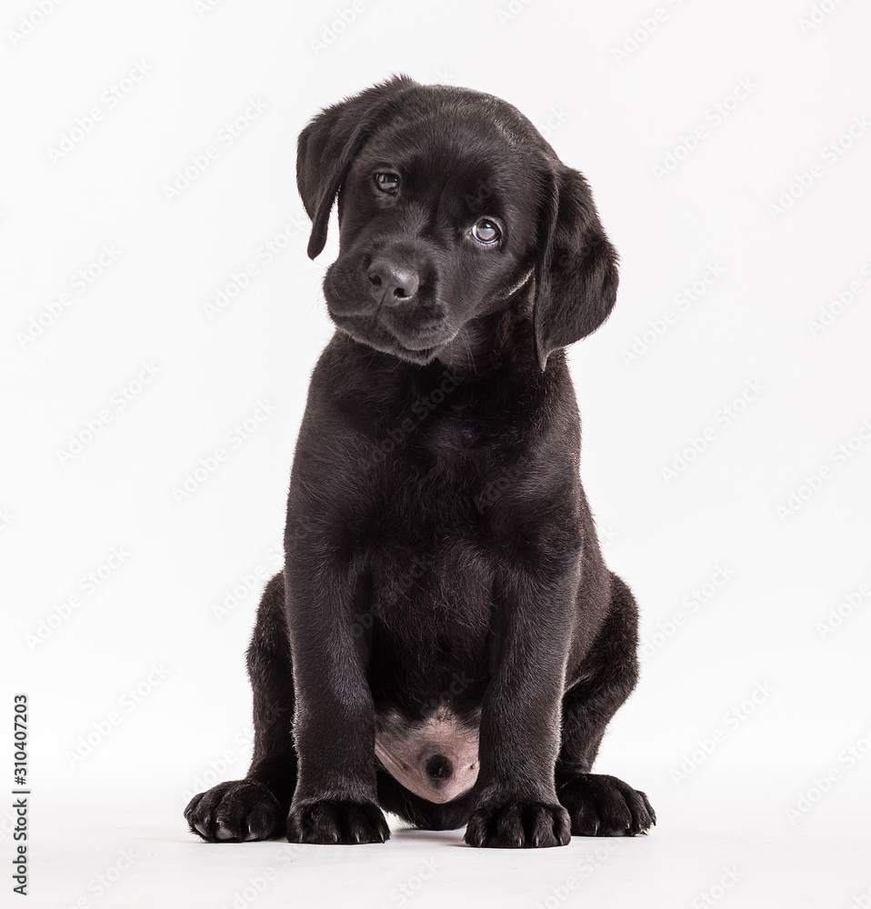 Dog animal small pets domestic canine Dog animal small pets domestic canine