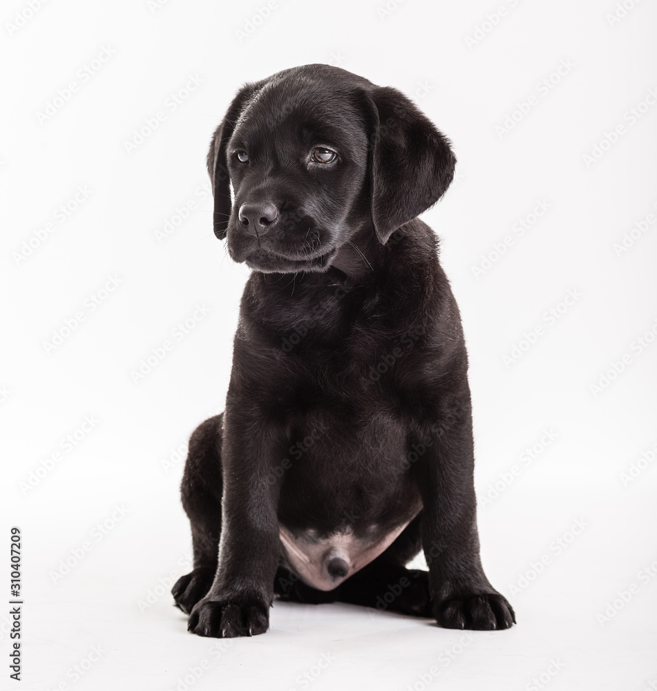 Dog animal small pets domestic canine Dog animal small pets domestic canine