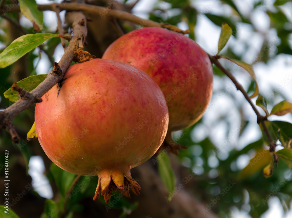 pomegranate fruit on a tree branch, on a white background pomegranate fruit on a tree branch, on a white background