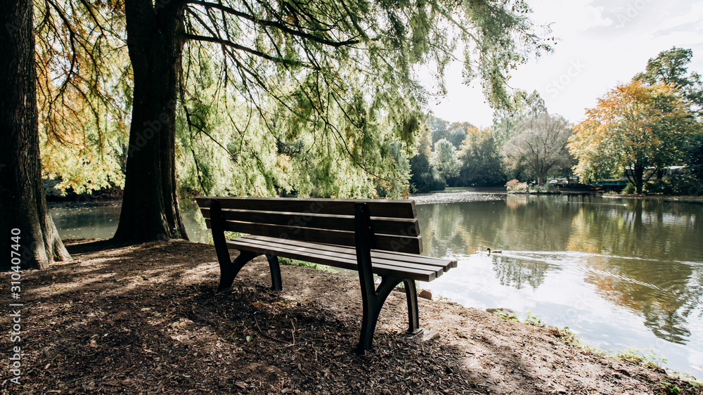 Empty bench on the shore of lake framed by trees with beautiful view of the lake's coast Empty bench on the shore of lake framed by trees with beautiful view of the lake's coast