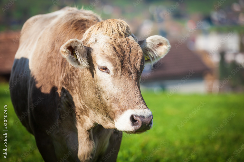 beautiful young cow on pasture. cow on a meadow beautiful young cow on pasture. cow on a meadow