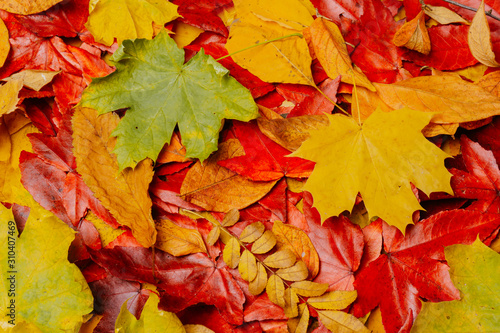 Fall leaves background. autumnal maple leaves