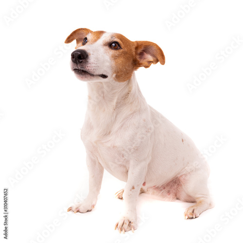 Photo dog jack russell terrier looks up on a white background