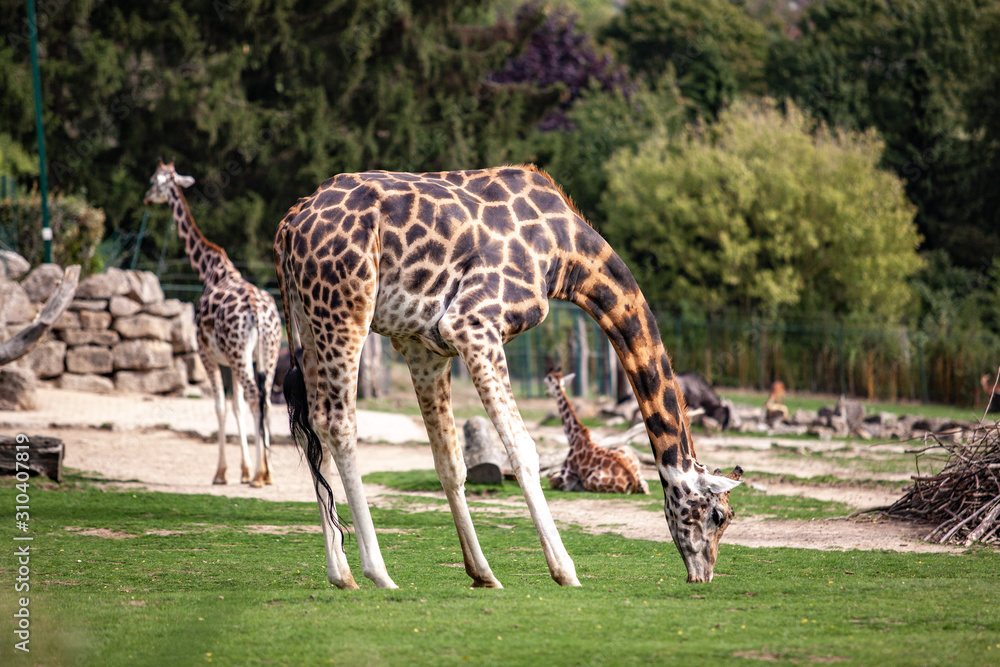 Giraffe walks in nature among the trees in summer Giraffe walks in nature among the trees in summer