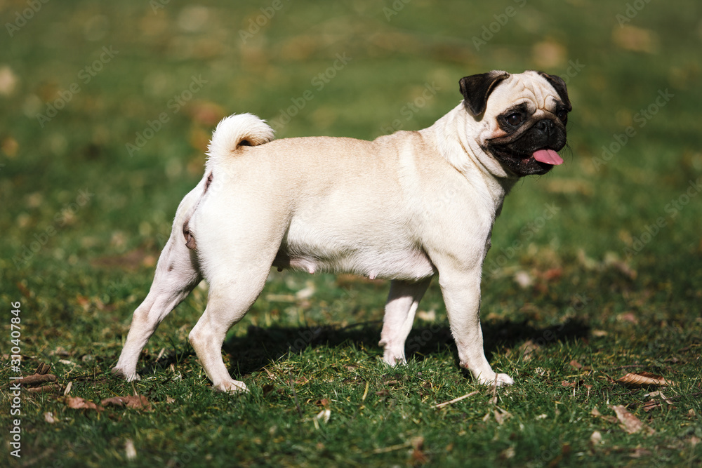 Pug walks in the Park in warm summer weather