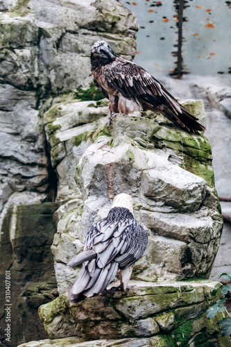 Vulture bearded sitting in the steppe on the rocks photo