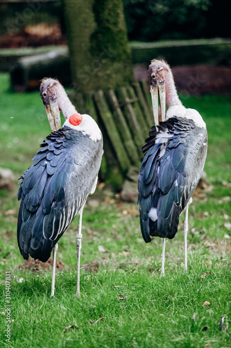 Marabou stork in the Park. Marabou storks in the national Park.