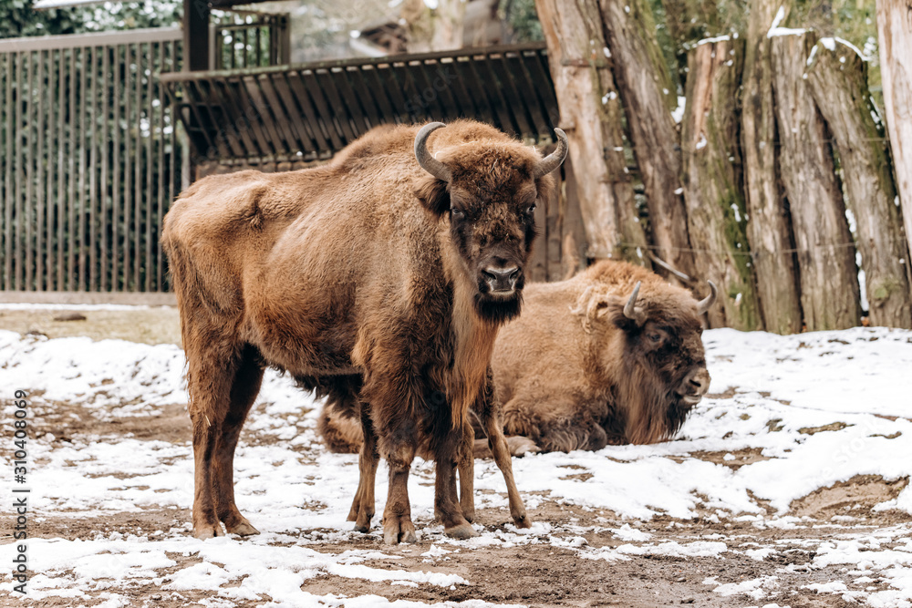 Bison in the reserve. Representatives of wild European bulls in the winter forest. Brown European Bison in winter Bison in the reserve. Representatives of wild European bulls in the winter forest. Brown European Bison in winter