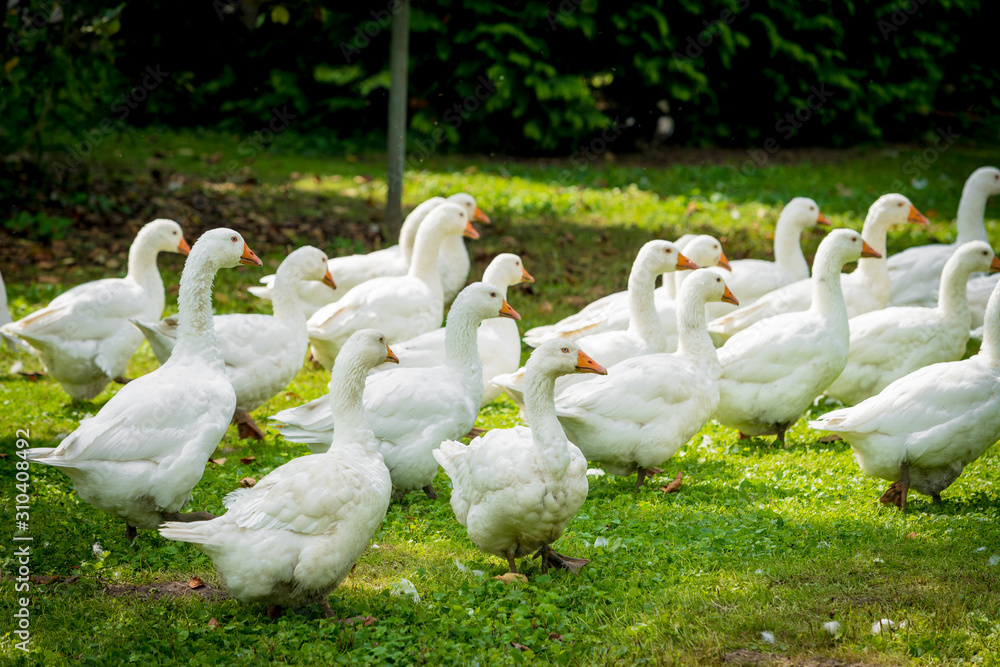 White geese. Geese in the grass. Domestic bird White geese. Geese in the grass. Domestic bird