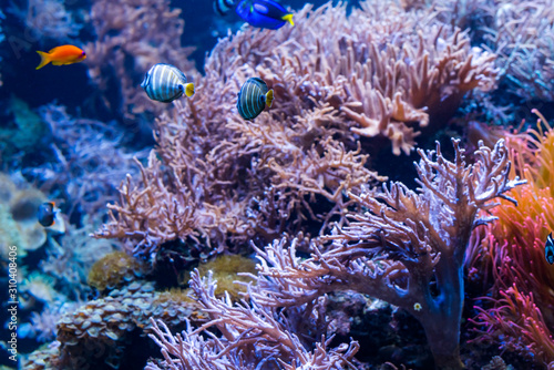 piękny podwodny świat z tropikalnymi rybami