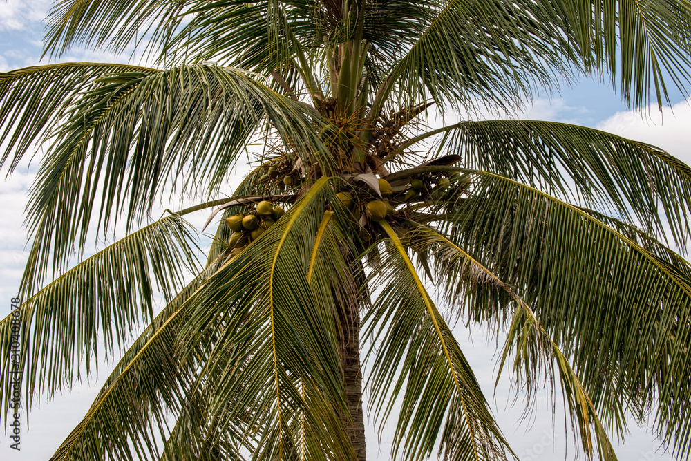 Beautiful tropical tree in Thailand, Phuket. Beautiful tropical tree in Thailand, Phuket.