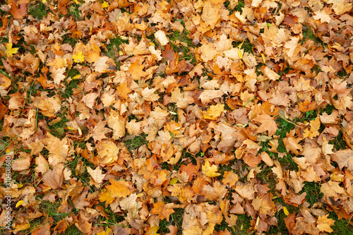 Herbstlich gefärbtes Laub © lichtbildmaster