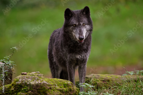 Loups noirs du Yellowstone
