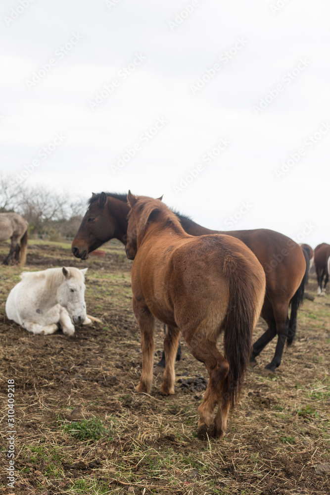 Two brown horses showing affection on pasture Two brown horses showing affection on pasture