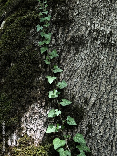 Ivy on the bark of a large tree covered with moss