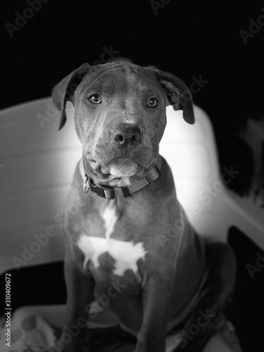 portrait of a dog 