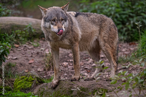 Loups gris d Europe