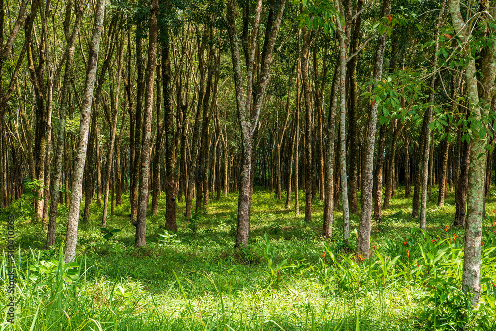 Obraz premium Beautiful tropikal trees in Thailand, Phuket.