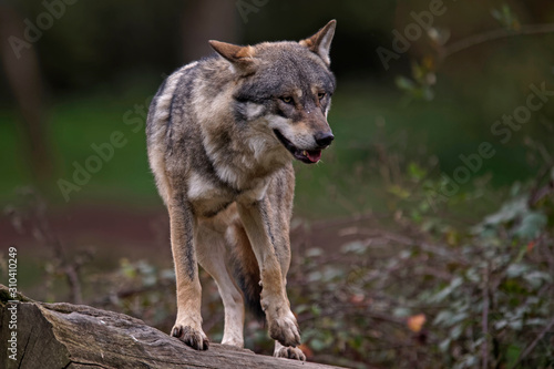 Loups gris d'Europe