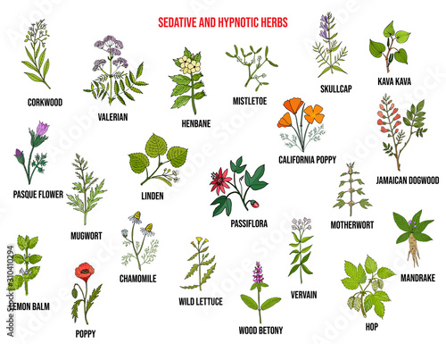 Best sedative and hypnotic herbs. Hand drawn vector set