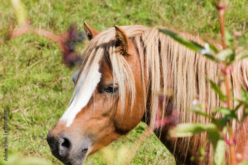 Beautiful portrait of a Welsh Mountain pony stallion